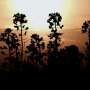 canola-sunset-canada.jpg
