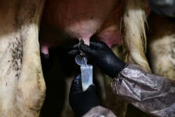 Barb Peterson Sunrise Veterinary Services by Dylan Voyles - milk sampling dairy cows for H5N1 avian flu 05-01-2024 near Amarillo Texas - milk sample milk vial