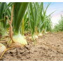 Onion harvest 2021