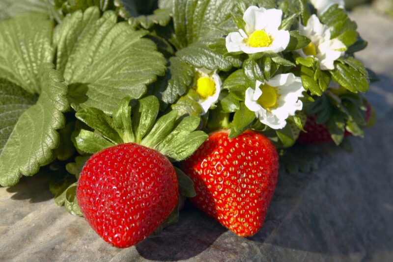 California strawberry season entered like a lion, but rains and cold weather are slowing spring harvests. Easter sales, however, should not be affected.