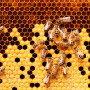 Bee hive honeybees