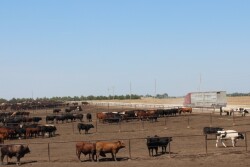 BT_Feedlot_Semi_Trailer
