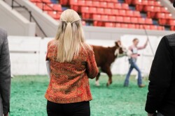 Girl judging cattle at a livestock judging contest