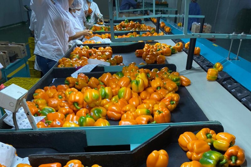 Colombian bell peppers