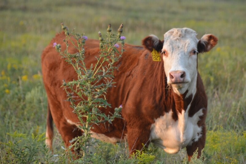 BT_Hereford_Heifer_Musk_Thistle