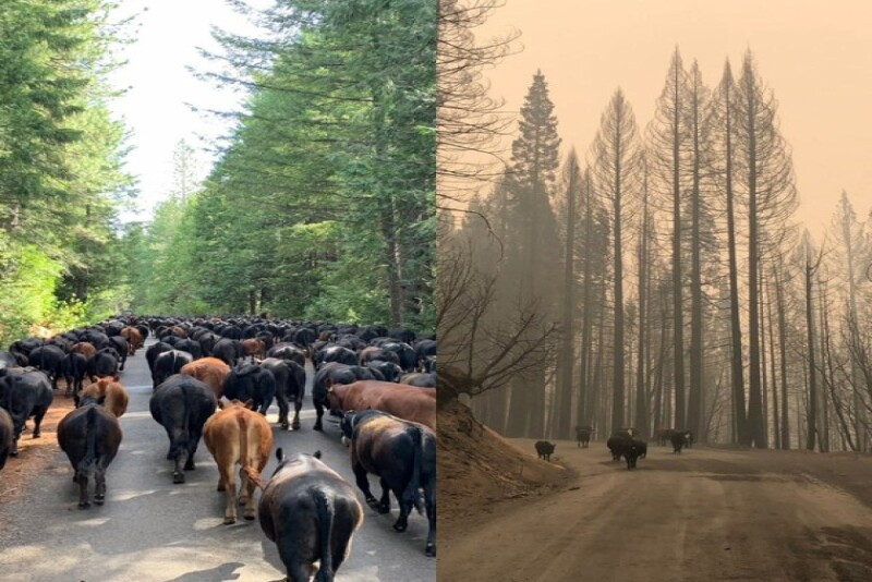 Before and after the Bear Fire
