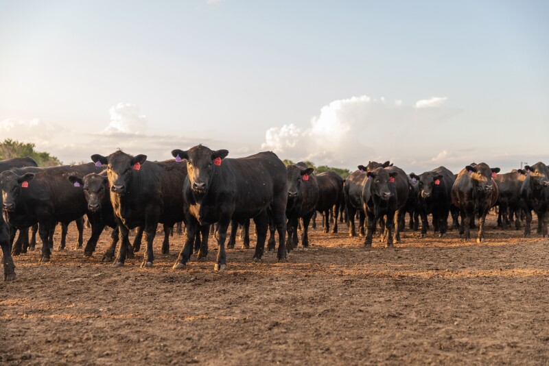 Shaw Feedyard