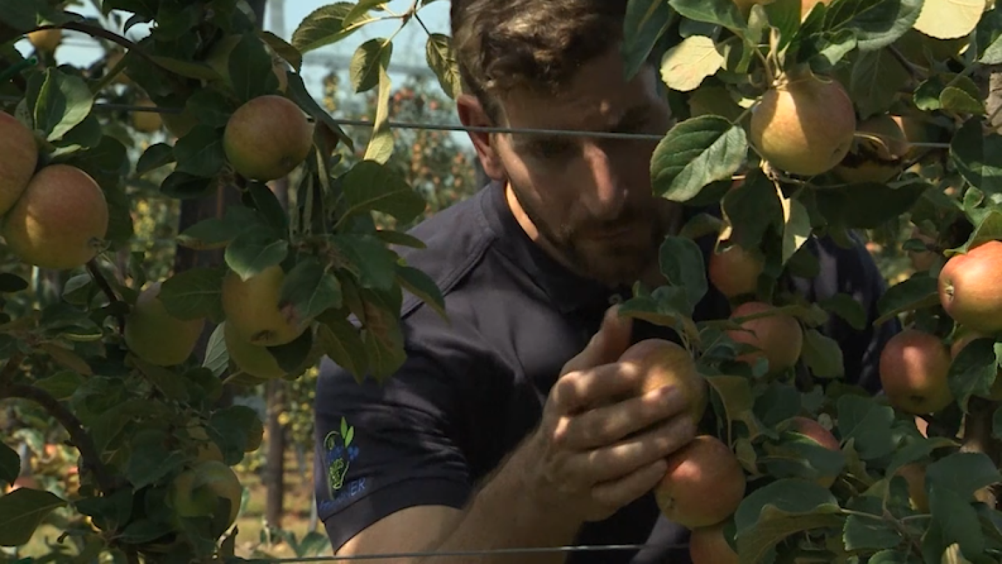 The majority of Chilean fruit producers face a big shortage of workers ...