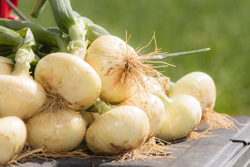 Several harvested Vidalia sweet onions piled together