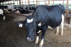 DT_Dairy_Cow