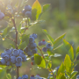 Superfresh blueberries