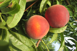 New Jersey Peach Promotion Council funds research into new varieties to stay competitive.