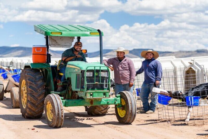Employees feeding calves.