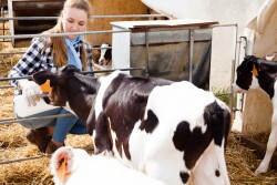 Feeding Calves_Adobe Stock