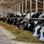 Holstein Feedbunk_AdobeStock
