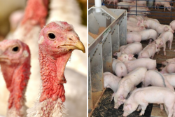 Pigs and Turkeys