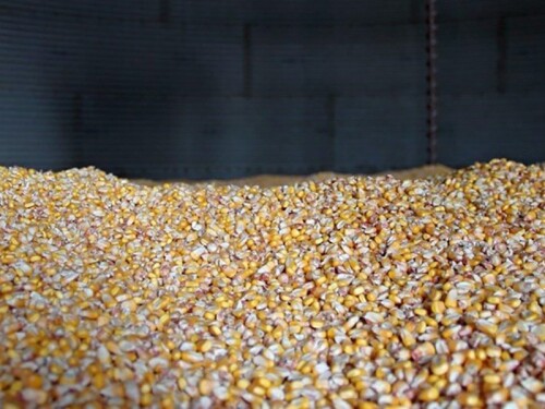 Corn in bin
