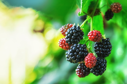 Blackberries
