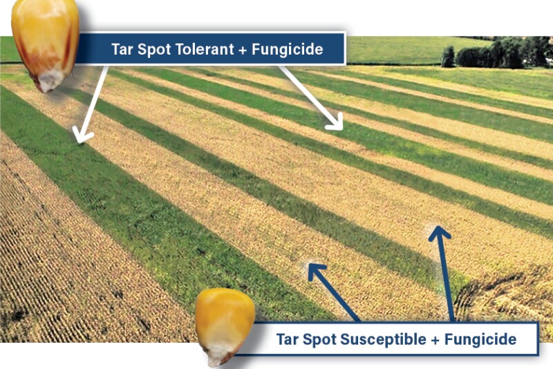 Tar Spot