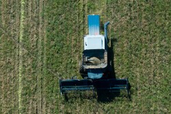Considering growing hemp for fiber, seed or oil? These are the questions you need to ask to prepare for your first crop. 