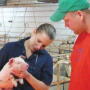For the seventh time in its 28-year history, the Executive Veterinary Program: Swine Health Management has opened enrollment to veterinarians seeking to gain advanced skills needed by industry leaders.

