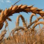 wheat
