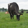DT_Grazing_Dairy_Rye_Grass
