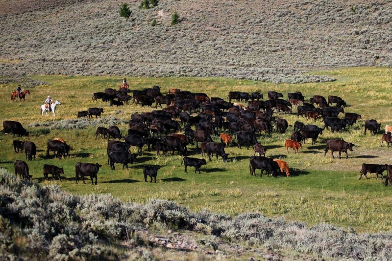 Horse Prairie Ranch, Montana