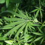 Cattle and marijuana scheme collapses. 