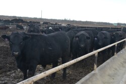BT_Feeder_Cattle