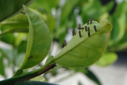 Asian citrus psyllid