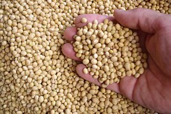 Trade concerns held back bullish soybean news Tuesday.