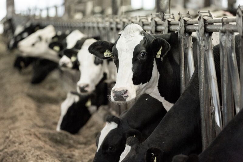 Dairy cows feeding