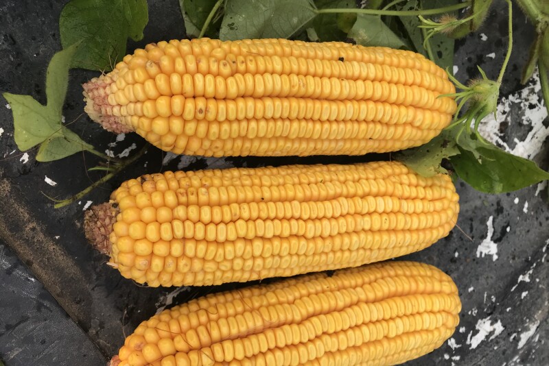 The western leg of the Pro Farmer Crop Tour got underway this morning in South Dakota.
