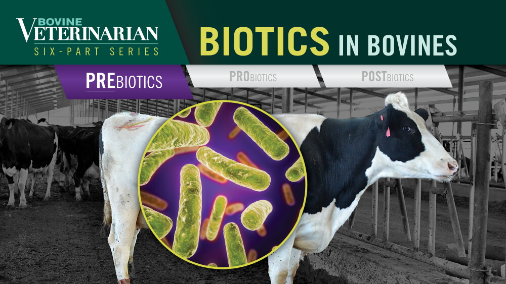 Antibiotics 101: Tips for Choosing the Right Treatment for Beef Cattle