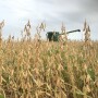 Soybeans and Combine