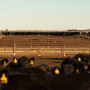 Gardiner Angus Ranch