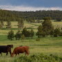 Cows grazing in Montana