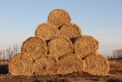 Hay bales
