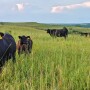 Hamilton Ranch