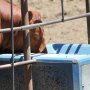 Cattle_Water_Tank