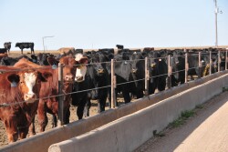 TripleKFeedlot (002).jpg