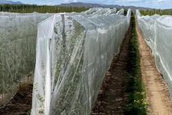 Drape Net product covering plants