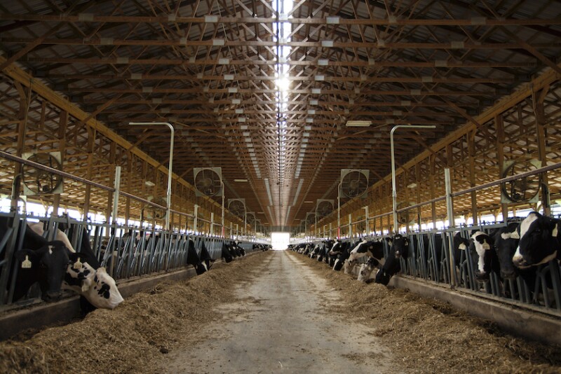 John Mueller Dairy 01.jpg