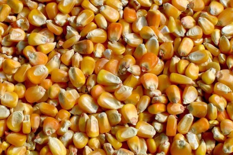 Corn