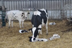 Providing anti-inflammatory drugs, such as aspirin, can be beneficial during the early lactation period. Here's why.