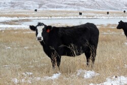 Fall and winter grazing on warm-season grasses is the least detrimental time to graze these species. 