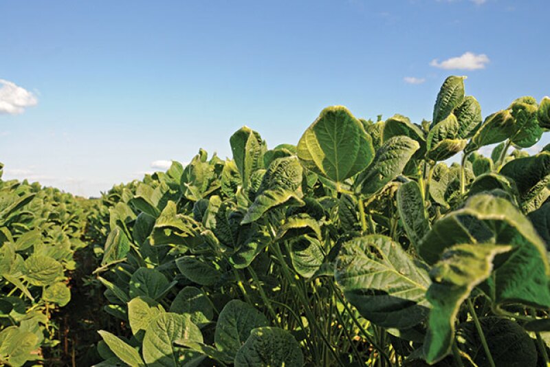 Research is underway to get concrete answers to the dicamba dilemma before next season.