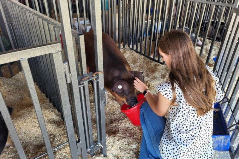 Maddison DeOrnellas watering showpig at county fair