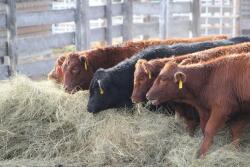 The partial government shutdown affects some ranchers ability to cash their sale cattle sale checks and secure new operating loans.